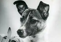 Lajka (1957)
