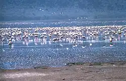plameňáci na jezeře Nakuru