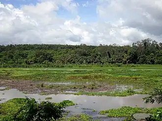 Ankarafantsika