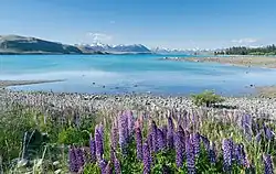 Lake Tekapo