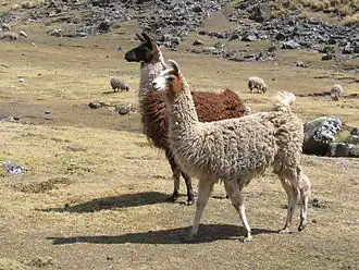 Lama krotká