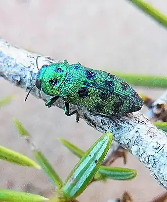Lamprodila festiva