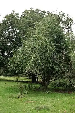 Jabloň lesní
