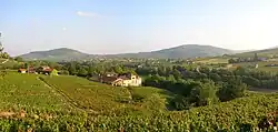 Jedna z vinic v Beaujolais