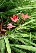 Kvetoucí Lapeirousia laxa