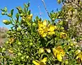 Larea trojzubá (Larrea tridentata)