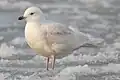 Racek polární, subadultní pták