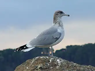 alternativní popis obrázku chybí