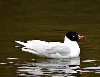 alternativní popis obrázku chybí