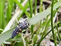 Larva slunéčka
