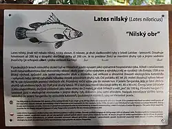 Nilský obr v ZOO Ostava
