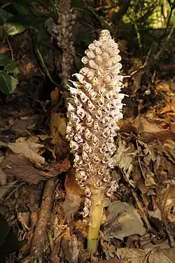 Lathrea japonica