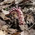 Podbílek šupinatý (Lathraea squamaria)