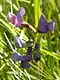 Lathyrus palustris