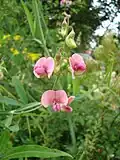 Hrachor bahenní (Lathyrus palustris)
