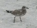 Mladý pták (juvenilní), Atlantic City