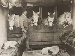 Herbert Ponting: Lawrence 'Titus' Oates se svými koňmi a psy, asi 1911