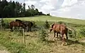 rozhledna od přístřešku