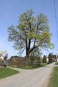 Vzrostlý strom