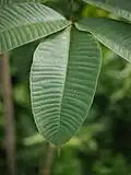 Detail listu Spondias pinnata