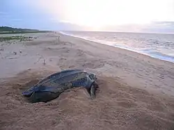dermochelys coriacea