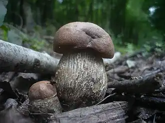 Leccinum duriusculum