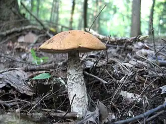 Křemenáč smrkový Leccinum piceinum
