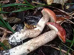 Leccinum vulpinum