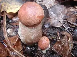 Křemenáč borový Leccinum vulpinum