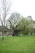 Dub v Oslavičce