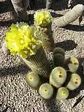 Notocactus leninghausii. Subgenus Eriocactus