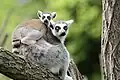 lemur kata