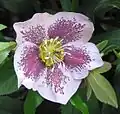 Květ šlechtěného kultivaru Helleborus × hybridus