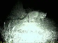 Leopard, Garhwal