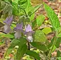 Lepechinia fragrans (Kalifornie)