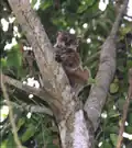 lemur pruhočelý