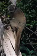 lemur pruhohřbetý
