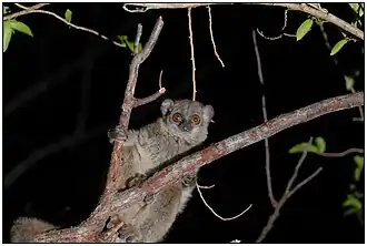 Lemur severní