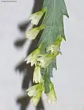 Květy