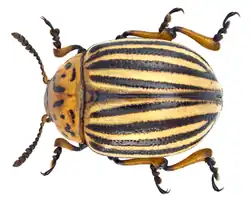 Mandelinka bramborová (Leptinotarsa decemlineata), dospělý jedinec