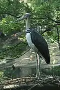 Marabu indomalajský
