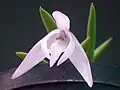 Květ Leptotes unicolor