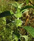 Leucas martinicensis
