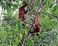 Orangutan sumaterský