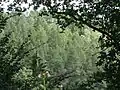 Pohled na levý svah skrze stromy pravého svahu