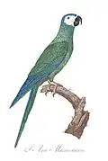 Orthopsittaca manilata