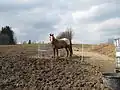 Kůň