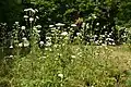 Habitus