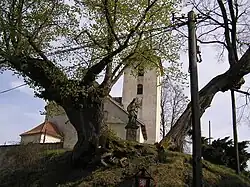 Památné lípy