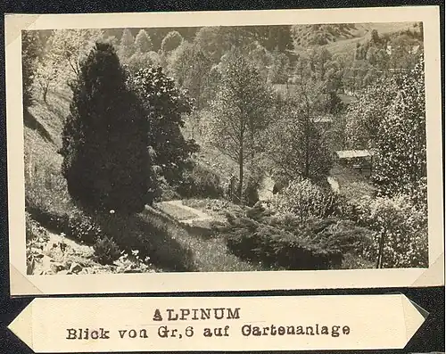 Alpinum